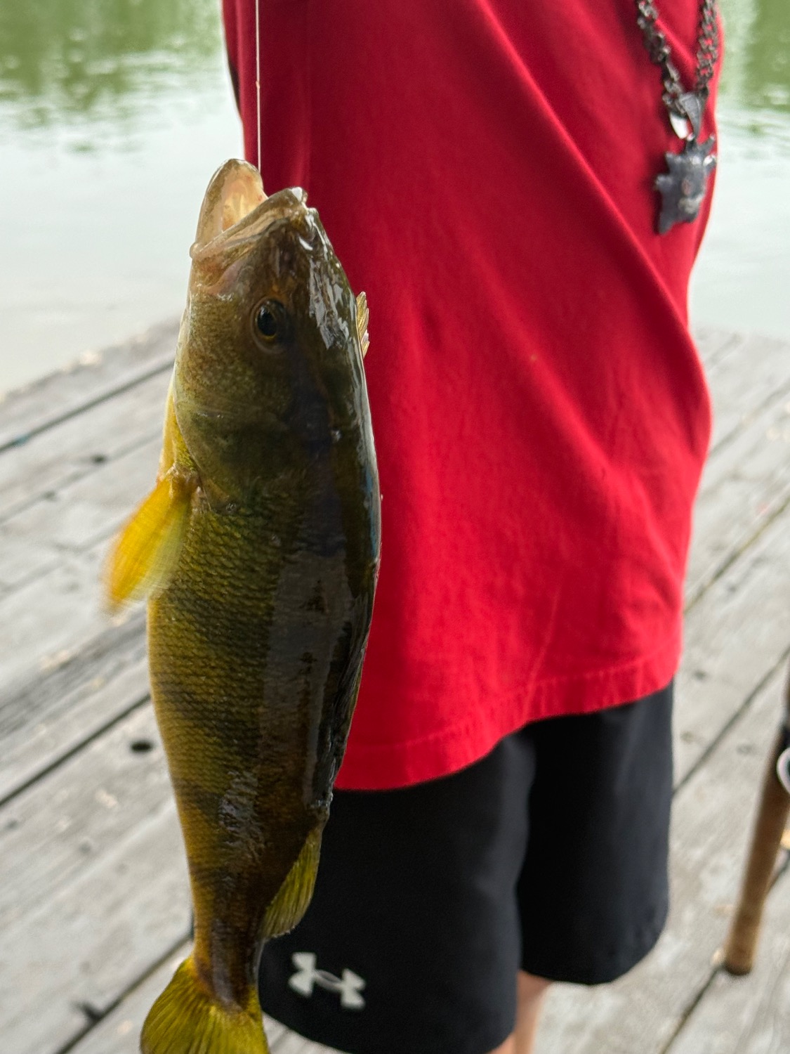 fish