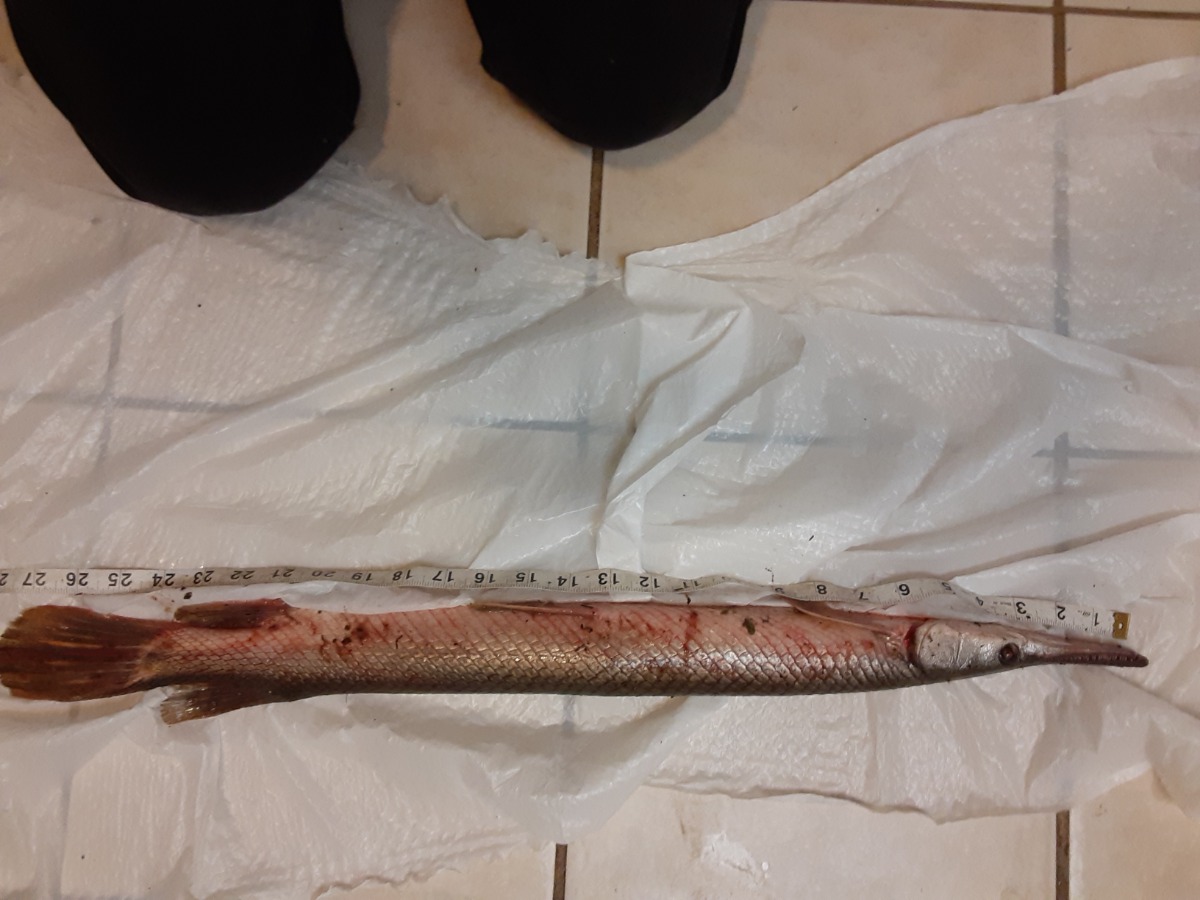 fish
