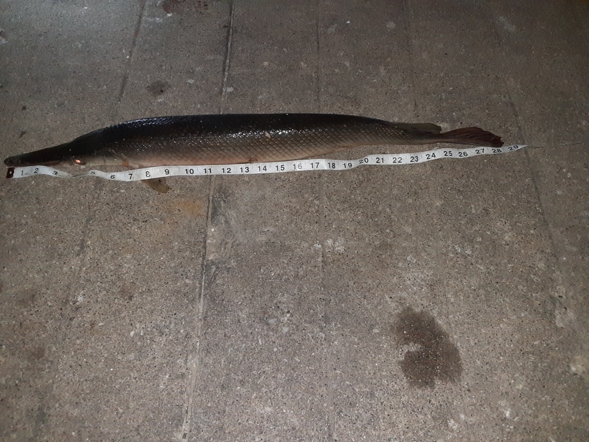 fish