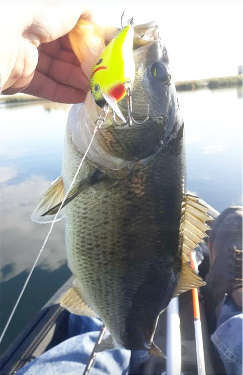 ANDREW ROHAN's Master Angler Largemouth Bass