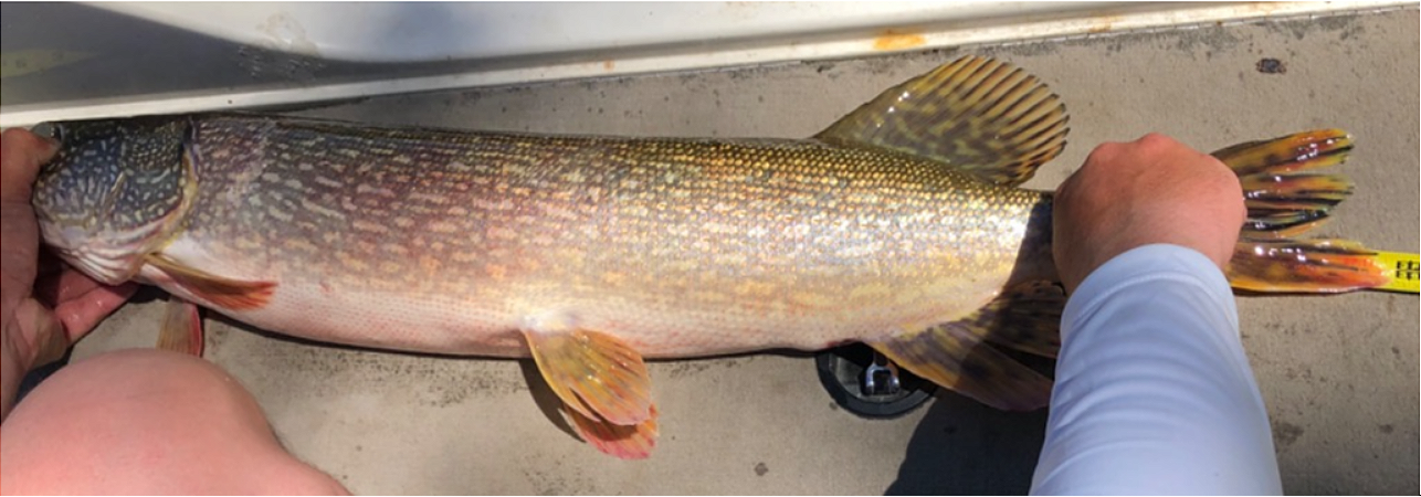 fish