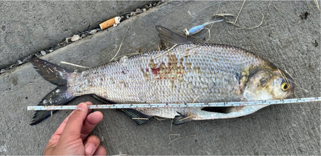 fish