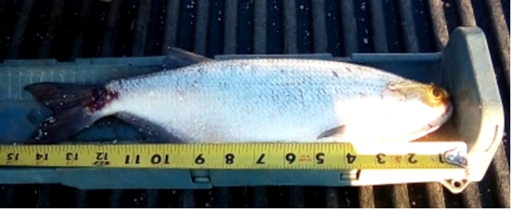 fish
