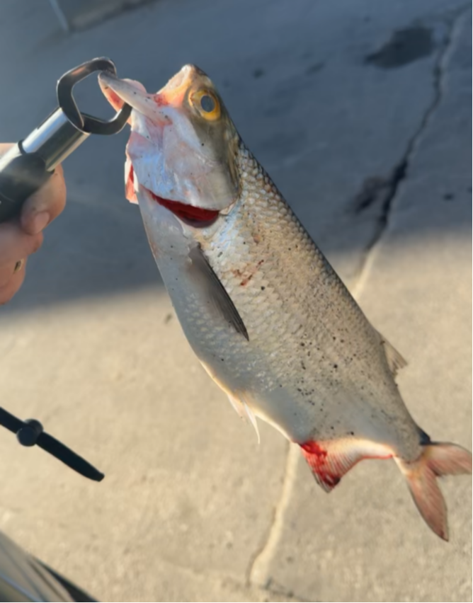 fish