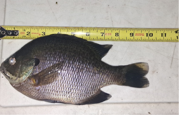 fish