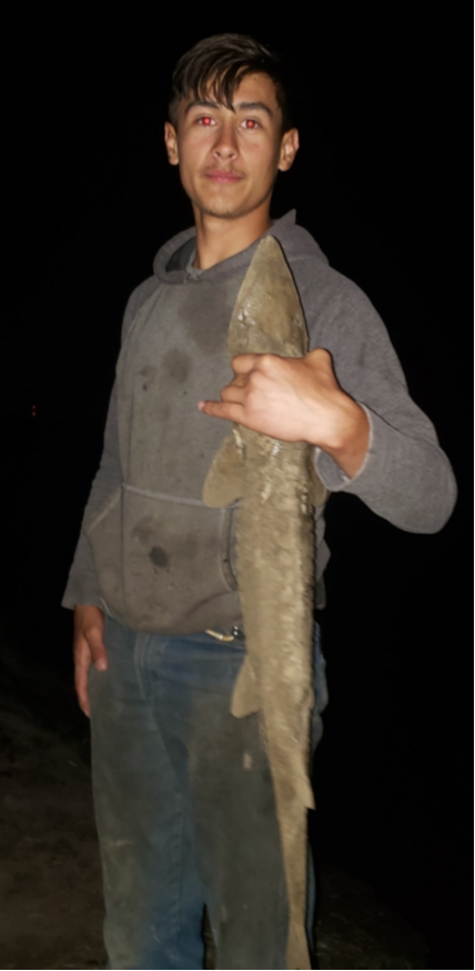 fish