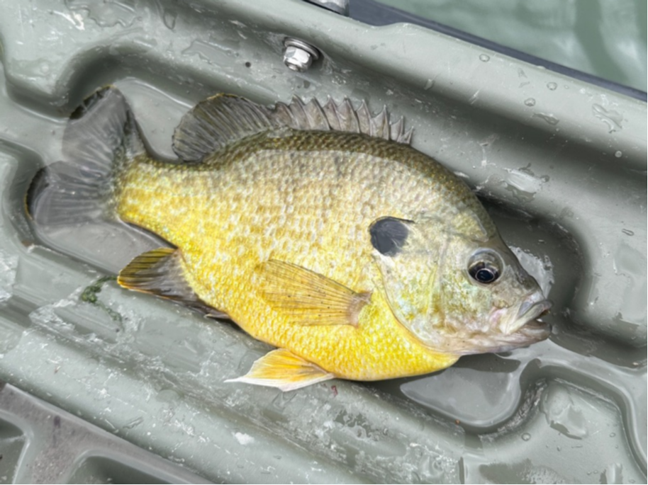 fish