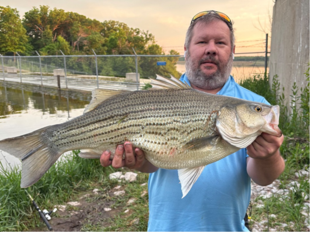 fish
