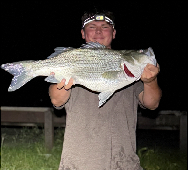 fish