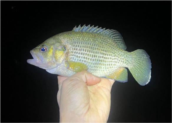 fish