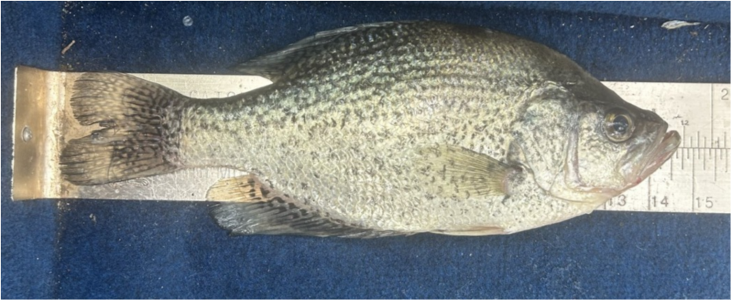 fish