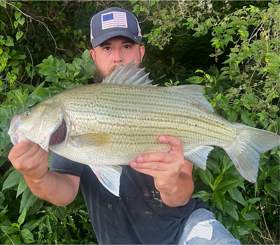 fish