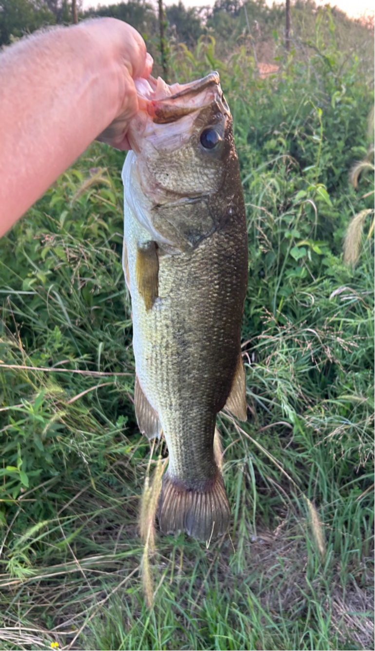 fish