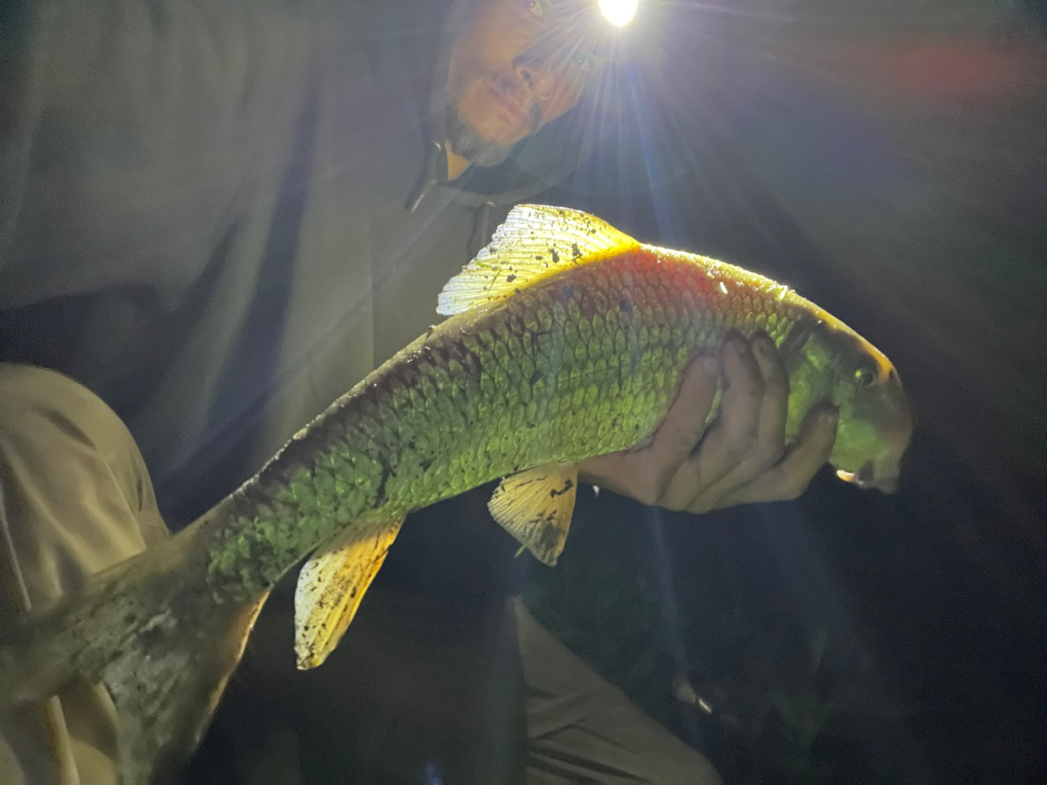 fish