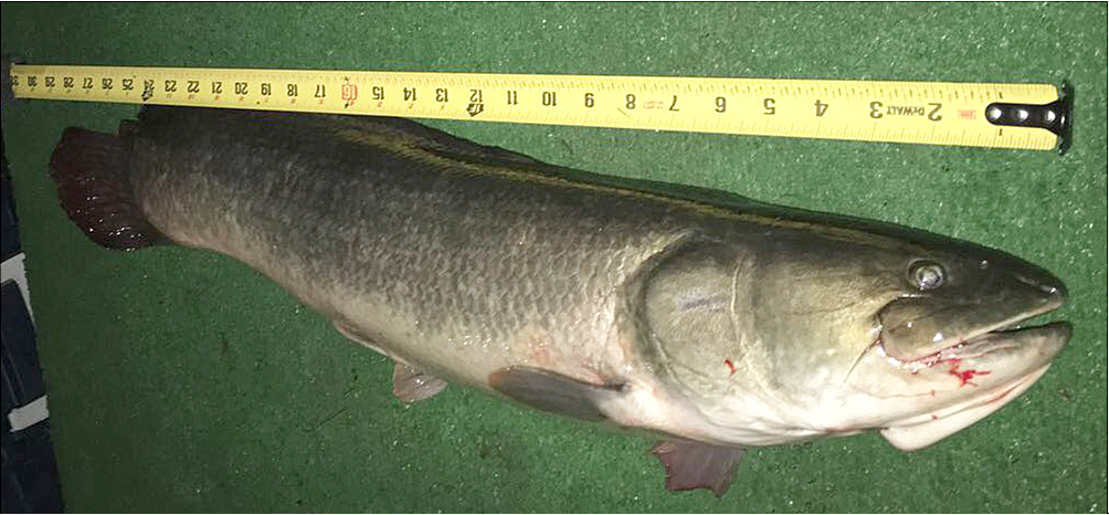 fish