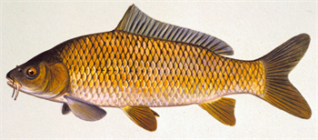 Fred Hougland's Common Carp 44inch, 04-01-69