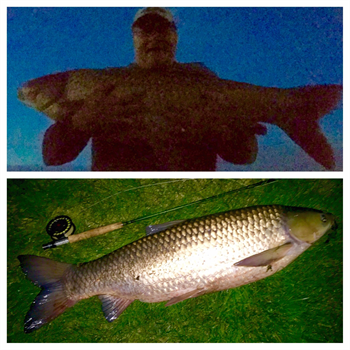 DAVID MERICAL's Grass Carp 41.5inch, 05-31-15