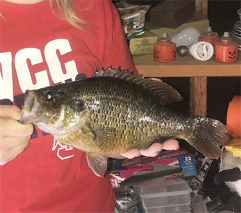 CELSEY RYNEARSON's Warmouth 10.75inch, 05-12-18