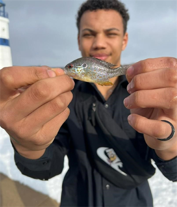 AVEN MONAGHAN's Orangespotted sunfish 2.25inch, 02-07-23