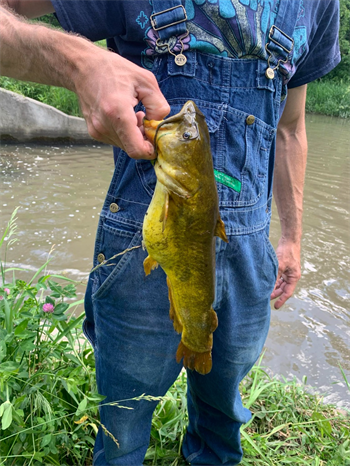 PHILIP ROKER's Yellow Bullhead 15inch, 05-31-24