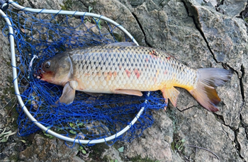 DANIEL FARMER's River carpsucker 26inch, 06-09-24