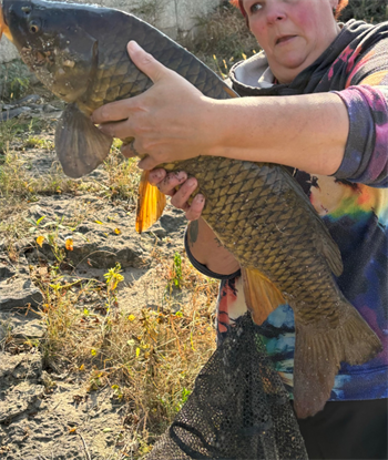 ANNETTE WILSON's Common Carp 33inch, 10-02-24