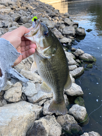 JOSHUA SCHILLING's Spotted bass 16inch, 10-02-24