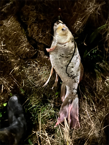 Trevor Masker's Common Carp 24inch, 10-29-24