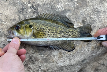 JONATHAN WALSH's Rock Bass 8.75inch, 11-02-24