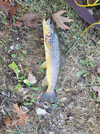 Josh Beyer's Brown Trout 14inch, 11-08-24