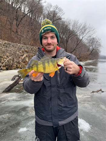 ALEX BERLAGE's Yellow Perch 14inch