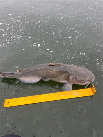 JOSHUA GREENE's Channel Catfish 30inch, 02-01-25