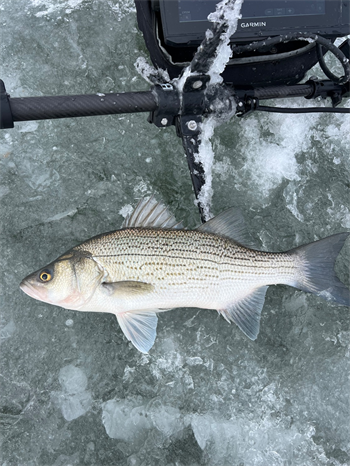 JOSHUA GREENE's Wiper (Hybrid Striped Bass) 25inch, 01-26-25