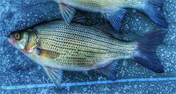 JASON VANG's White Bass 16inch, 01-11-25