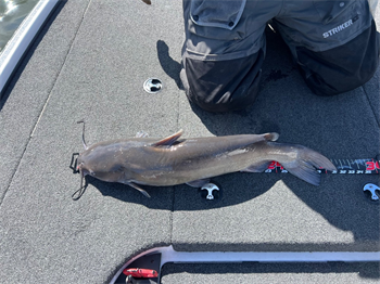 JOSHUA GREENE's Channel Catfish 31inch