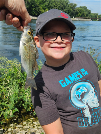 Aries's Wiper (Hybrid Striped Bass)