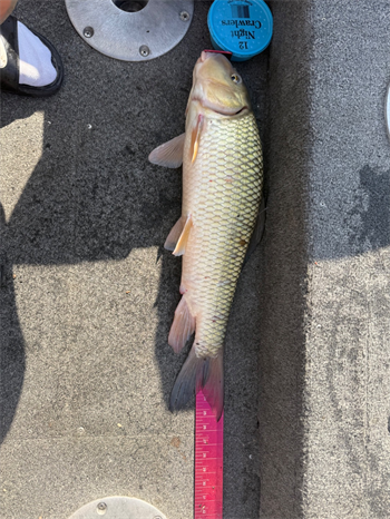 ZACHARY BRODERS's Golden Redhorse 25.5inch, 09-02-25