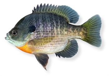 Emma's Bluegill
