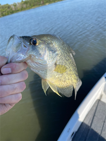 JASON JENNEMAN's Black Crappie 14inch, 09-28-25