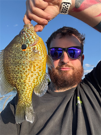 STEPHEN TAZZIOLI's Pumpkinseed 9inch, 09-25-25