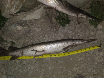 SHAUN GRAF's Shortnose gar 26inch, 09-17-25