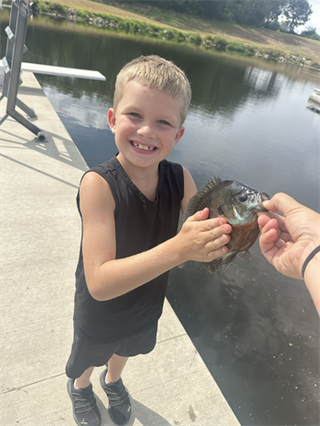 Graham's Bluegill