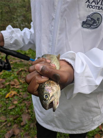 Gedeon's Rainbow Trout