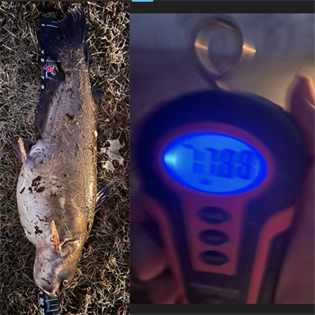 TROY FISHER's Channel Catfish 32inch, 11-01-25