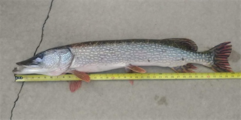 JOHN LAMOS's Northern Pike 36inch, 10-25-25