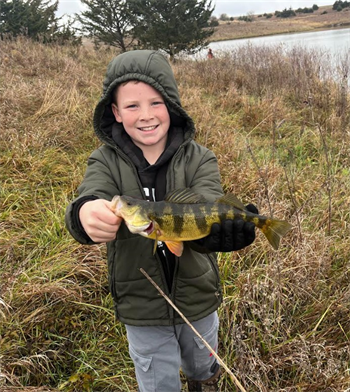 KELLAN Ryan's Yellow Perch 13inch, 11-08-25