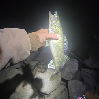 Tyler's Walleye