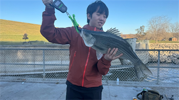Hugh Zheng's Wiper (Hybrid Striped Bass) 24.5inch, 11-13-25