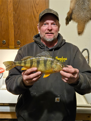 BRAD KNUEVEN's Yellow Perch 13inch