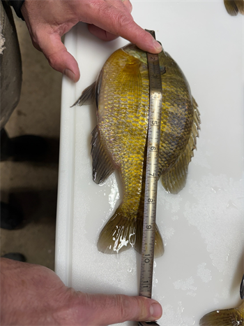 DALEN Knudtson's Bluegill 10inch, 12-14-25